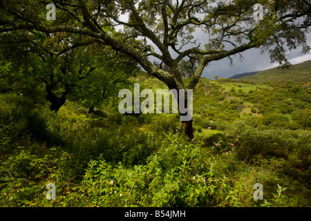 Blick auf Weide und Korkeichen Quercus Suber Dehesa in den Parque Natural de Los Alcornocales Andalusien Süd-West-Spanien Stockfoto