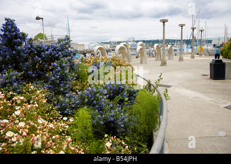 Carl S. englische Jr. botanischen Garten von Ballard Locks in Salmon Bay nördlich von Seattle Washington Stockfoto