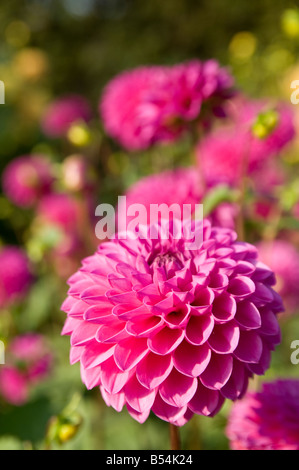 Dahlien Dahlia Hybrida im englischen Garten Derbyshire UK Stockfoto