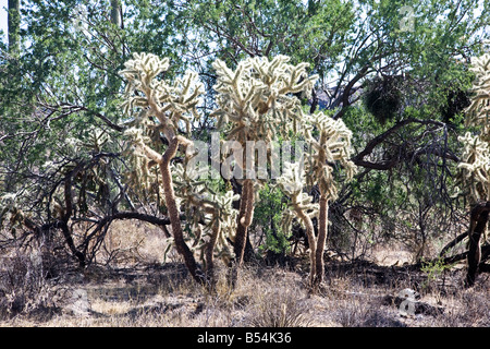 Jumping Cholla Saguaro NP Arizona USA Stockfoto