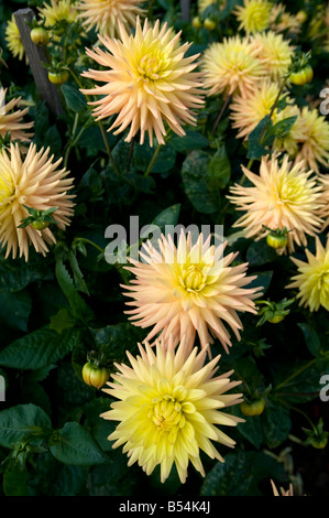 Dahlien Dahlia Hybrida im englischen Garten Derbyshire UK Stockfoto