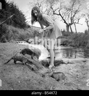 IX malaiische Otter sind die Haustiere von Vivien Taylor (23) von Bury, Lancs, in ihrer isolierten Hütte in einem einsamen Teil der Dartmoor in der Nähe von Postbridge. Sie trainiert die Otter für nächstes Frühjahr, wenn der "Stern" Otter "Füße" die Hauptrolle mit junge Sterne Mark Lester in einem Film namens "Loki" teilt die Dreharbeiten über den jungen und seine seltsame Tier in Kanada gemacht werden. Am Ufer des Baches in der Nähe von ihrem Ferienhaus übt Vivien die Otter. Der "Stern" Füße ist der Fischotter zu einem Kabelbaum und Blei. November 1969 Z10877-001 Stockfoto