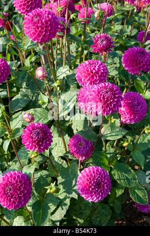 Dahlien (Dahlia Hybrida) im englischen Garten Derbyshire UK Stockfoto