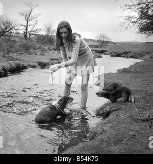 IX malaiische Otter sind die Haustiere von Vivien Taylor (23) von Bury, Lancs, in ihrer isolierten Hütte in einem einsamen Teil der Dartmoor in der Nähe von Postbridge. Sie trainiert die Otter für nächstes Frühjahr, wenn der "Stern" Otter "Füße" die Hauptrolle mit junge Sterne Mark Lester in einem Film namens "Loki" teilt die Dreharbeiten über den jungen und seine seltsame Tier in Kanada gemacht werden. Am Ufer des Baches in der Nähe von ihrem Ferienhaus übt Vivien die Otter. Der "Stern" Füße ist der Fischotter zu einem Kabelbaum und Blei. November 1969 Z10877-002 Stockfoto