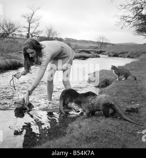 IX malaiische Otter sind die Haustiere von Vivien Taylor (23) von Bury, Lancs, in ihrer isolierten Hütte in einem einsamen Teil der Dartmoor in der Nähe von Postbridge. Sie trainiert die Otter für nächstes Frühjahr, wenn der "Stern" Otter "Füße" die Hauptrolle mit junge Sterne Mark Lester in einem Film namens "Loki" teilt die Dreharbeiten über den jungen und seine seltsame Tier in Kanada gemacht werden. Am Ufer des Baches in der Nähe von ihrem Ferienhaus übt Vivien die Otter. Der "Stern" Füße ist der Fischotter zu einem Kabelbaum und Blei. November 1969 Z10877-003 Stockfoto