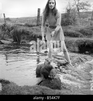 IX malaiische Otter sind die Haustiere von Vivien Taylor (23) von Bury, Lancs, in ihrer isolierten Hütte in einem einsamen Teil der Dartmoor in der Nähe von Postbridge. Sie trainiert die Otter für nächstes Frühjahr, wenn der "Stern" Otter "Füße" die Hauptrolle mit junge Sterne Mark Lester in einem Film namens "Loki" teilt die Dreharbeiten über den jungen und seine seltsame Tier in Kanada gemacht werden. Am Ufer des Baches in der Nähe von ihrem Ferienhaus übt Vivien die Otter. Der "Stern" Füße ist der Fischotter zu einem Kabelbaum und Blei. November 1969 Z10877 Stockfoto