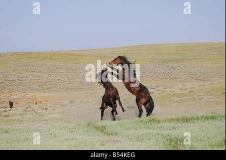 Mustang Pferd Equus Caballus Hengste kämpfen Pryor Wild Horse Bergkette Montana USA Stockfoto