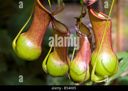 Nepenthes Burkei ist ein Tiefland tropischen fleischfressende Kannenpflanze ursprünglich aus den Philippinen Stockfoto