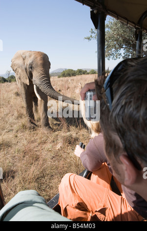 Safari-Fahrzeug mit Touristen, Blick auf Elefanten, Gauteng, Südafrika Stockfoto