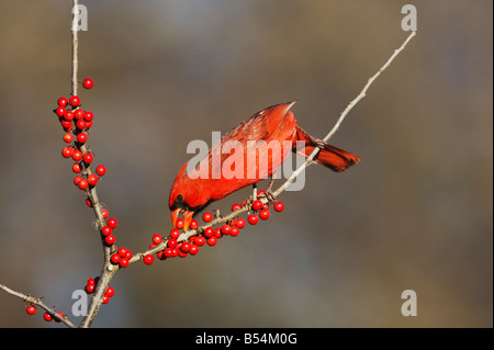 Nördlichen Kardinal Cardinalis Cardinalis männlich Essen Possum Haw Stechpalme Ilex Decidua Beeren Bandera Hill Country, Texas USA Stockfoto