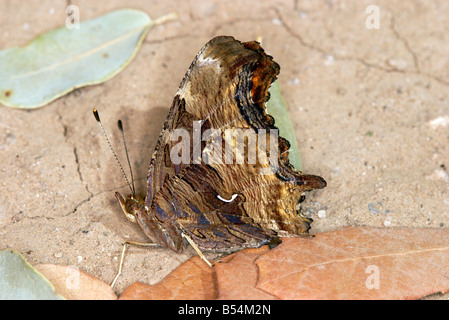 Satyr Komma Polygonia satyrus Stockfoto