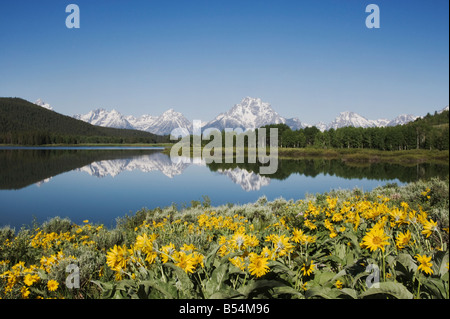 Arrowleaf Balsamwurzel Balsamorhiza Sagittata und Grand Teton range Oxbow Bend Grand Teton Nationalpark Wyoming USA Stockfoto