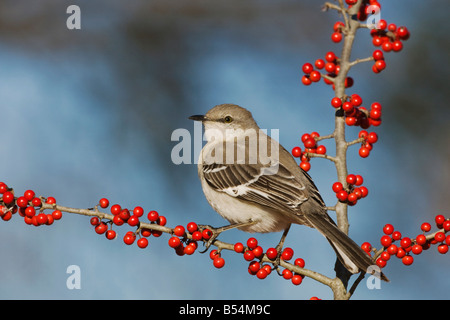 Nördliche Spottdrossel Mimus Polyglottos Erwachsenen Essen Possum Haw Stechpalme Ilex Decidua Beeren Bandera Hill Country, Texas USA Stockfoto