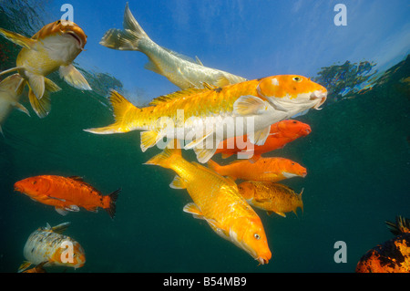 Koi sind Süßwasser Karpfen in Teichen angehoben Stockfoto