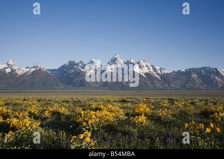 Arrowleaf Balsamwurzel Balsamorhiza Sagittata und Teton range Antelope Flats Grand Teton Nationalpark Wyoming USA Stockfoto