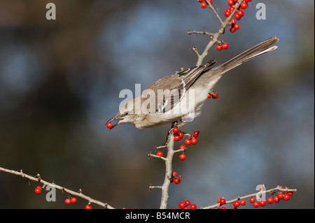 Nördliche Spottdrossel Mimus Polyglottos Erwachsenen Essen Possum Haw Stechpalme Ilex Decidua Beeren Bandera Hill Country, Texas USA Stockfoto