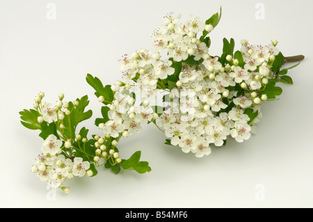 Weißdorn (Crataegus SP.), blühender Zweig, Studio Bild Stockfoto