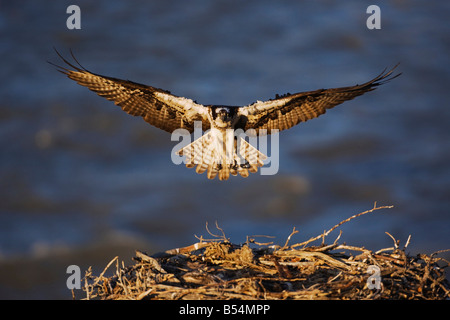 Fischadler Pandion Haliaetus Erwachsenen Landung auf nisten Yellowstone River Yellowstone Nationalpark Wyoming USA Stockfoto