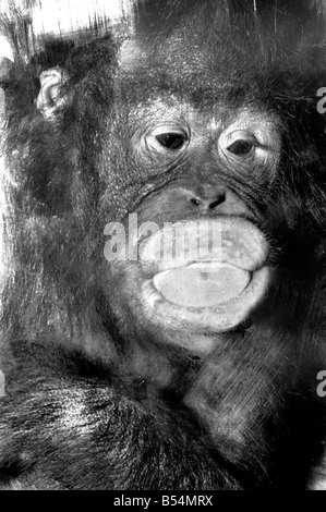 Njonja und Tuan, Chessington Zoo, fünf Jahre alten Orang-Utans bieten etliche Comedy-Act für die Besucher. Njonja drückt ihr groß Stockfoto