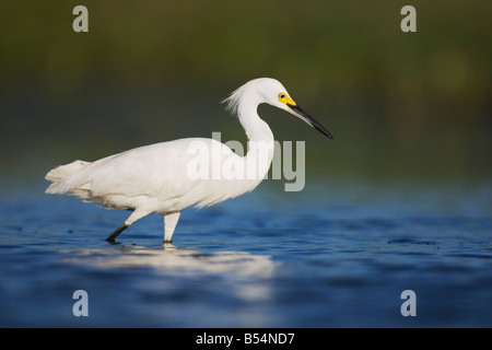 Snowy Reiher Egretta unaufger Erwachsenen Sinton Fronleichnam Coastal Bend Texas, USA Stockfoto