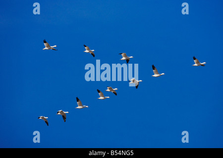 Snow Goose Chen Caerulescens Herde in V-Formation Bosque del Apache National Wildlife Refuge New Mexico USA Stockfoto
