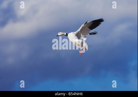 Snow Goose Chen Caerulescens gebändert Erwachsenen Landung Bosque del Apache National Wildlife Refuge New Mexico USA Stockfoto