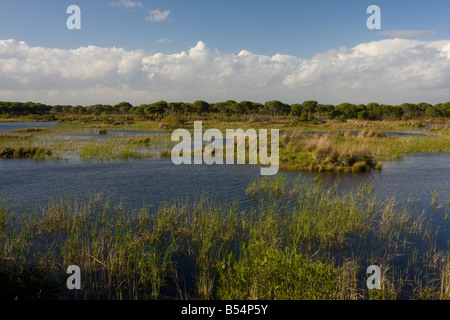 Feuchtgebiete am El Rocina in Coto Donana Nationalpark Andalusien Süd-West-Spanien Stockfoto
