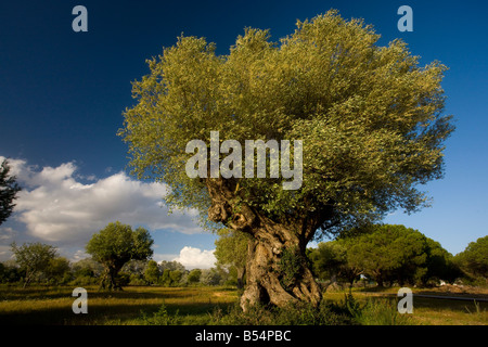 Alte Olivenbäume wilde-Olea Europaea Ssp Ölweiden bei El Acebuche Coto Donana Nationalpark Andalusien Süd-West-Spanien Stockfoto