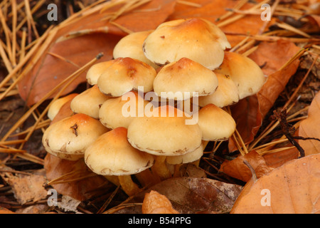 Sulphur Tuft Pilz Grünblättriger Fasciculare Stockfoto