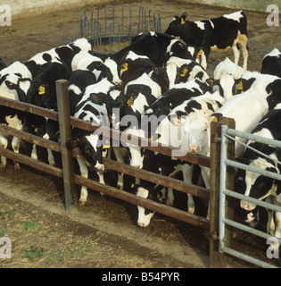 Jungen Färsen von Milchvieh sammeln Hof Hampshire Stockfoto