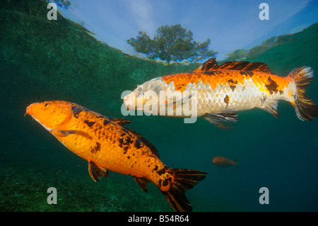 Koi sind Süßwasser Karpfen in Teichen angehoben Stockfoto