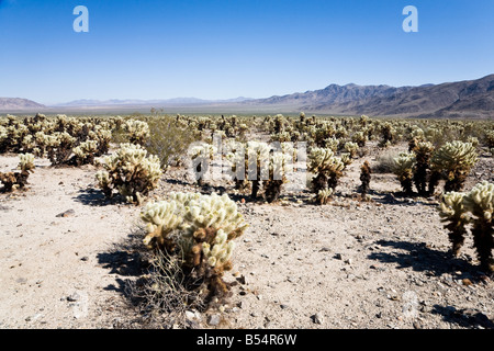 Cholla Cactus Garden, Joshua Tree Nationalpark in Kalifornien, USA Stockfoto