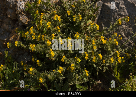 Oriental Alkanet gab Orientalis blühen auf Kalkstein Felsen Süden Griechenlands Stockfoto