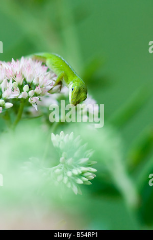 Grüne Anole Eidechse Anolis carolinensis Stockfoto