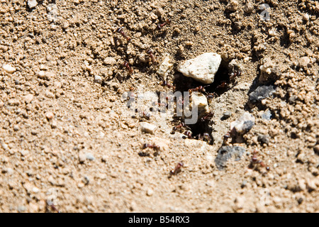 Ameisen, Joshua Tree Nationalpark in Kalifornien, USA Stockfoto