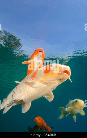 Koi sind Süßwasser Karpfen in Teichen angehoben Stockfoto