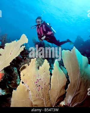 Frau Taucher Ansichten eine gesunde Anzeige von lila Gorgonien auf einem flachen Caribbean reef in Bonaire Stockfoto