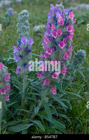 White-leaved Bugloss (Echium Albicans) close-up, Sierra de Grazalema Nationalpark, Andalusien, Spanien Stockfoto