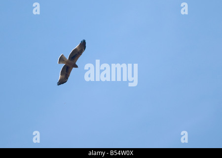 Booted Eagle Aquila Pennata Hieraaetus pennatus Stockfoto