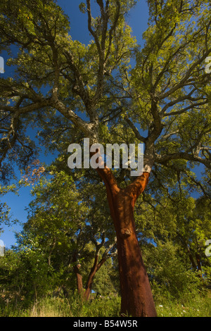 Kork-Eiche Quercus Suber Baum mit Rinde schneiden vor kurzem für Kork Grazalema Andalusien Süd-West-Spanien Stockfoto