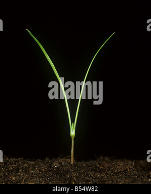 Hirten Nadel Scandix Pecten Veneris Sämling Keimblätter nur Stockfoto