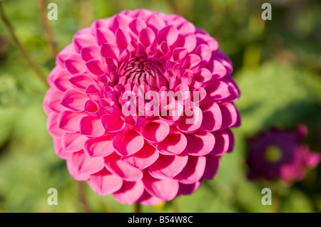 Dahlien Dahlia Hybrida im englischen Garten Derbyshire UK Stockfoto