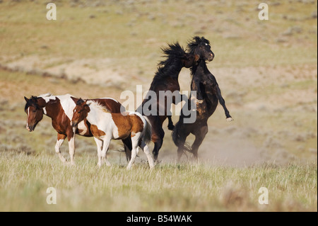 Mustang Pferd Equus Caballus Hengste kämpfen Pryor Wild Horse Bergkette Montana USA Stockfoto