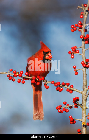 Nördlichen Kardinal Cardinalis Cardinalis männlich Essen Possum Haw Stechpalme Ilex Decidua Beeren Bandera Hill Country, Texas USA Stockfoto