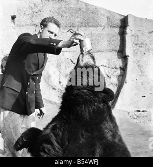 Tiere Bären: Ich kann alles lecken, besonders Dosen mit Sirup in Blond, dh der großen amerikanischen Schwarzbär auf der London-Zo Stockfoto