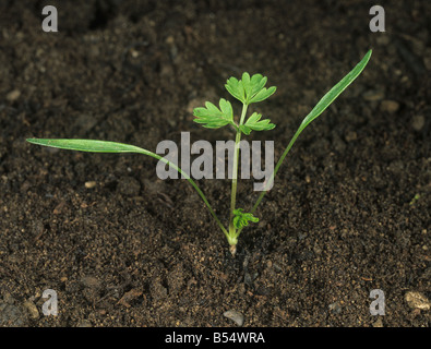 Kuh Petersilie Anthriscus Sylvestris Sämling Pflanze mit Keimblätter und ein wahrer Blatt Stockfoto