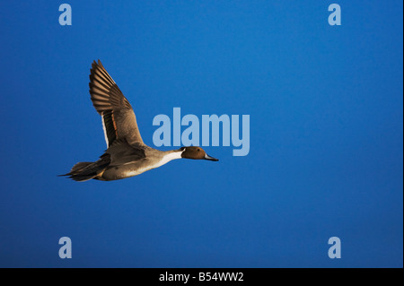 Nördlichen Pintail Anas Acuta Männchen im Flug Bosque del Apache National Wildlife Refuge New Mexico USA Stockfoto