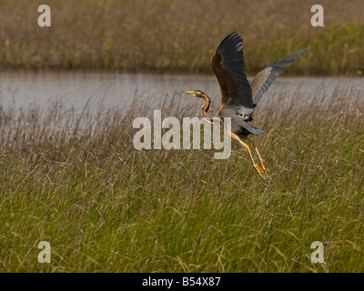 Purple Heron Ardea Purpurea Flug von Sümpfen Coto Donana Andalusien Spanien Stockfoto