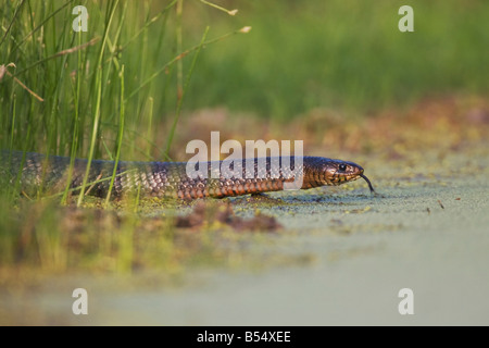 Texas Indigo-Schlange Drymarchon Corais Erebennus Erwachsenen am Teich Sinton Fronleichnam Coastal Bend, Texas USA Stockfoto