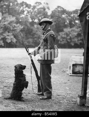 Zweiter Weltkrieg: Maskottchen. Hunde. Ballon-Sperrfeuer-Männer, die sind also daran interessiert, haben diese eine Einheit Haustiere schrieb an die RSPCA, einen Hund für sie zu finden. Eine, die zum Tode verurteilt wurde, wurde sie vorgestellt. Rover bleibt mit der Wache. Juli 1940 P011576 Stockfoto